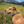 A tan dog sitting in a field of pink and yellow wildflowers, wearing a blue patterned collar. Mountains and trees are visible in the background under a blue sky.