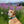 Tan dog wearing a Bridger Bowl mountain landscape dog collar while sitting in a wildflower meadow at Bridger Bowl.