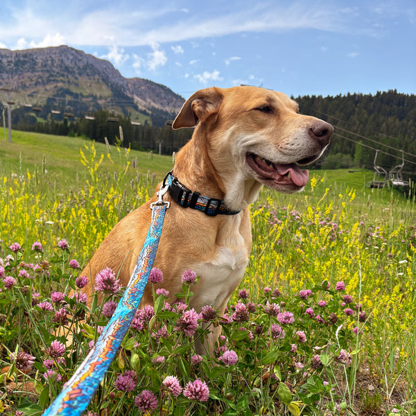 Bridger Range Leash