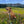 A tan dog wearing a blue patterned collar and leash sits in a field of pink wildflowers with green hills and mountains in the background under a blue sky.