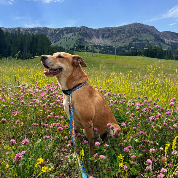 A tan dog wearing a blue patterned collar and leash sits in a field of pink wildflowers with green hills and mountains in the background under a blue sky.